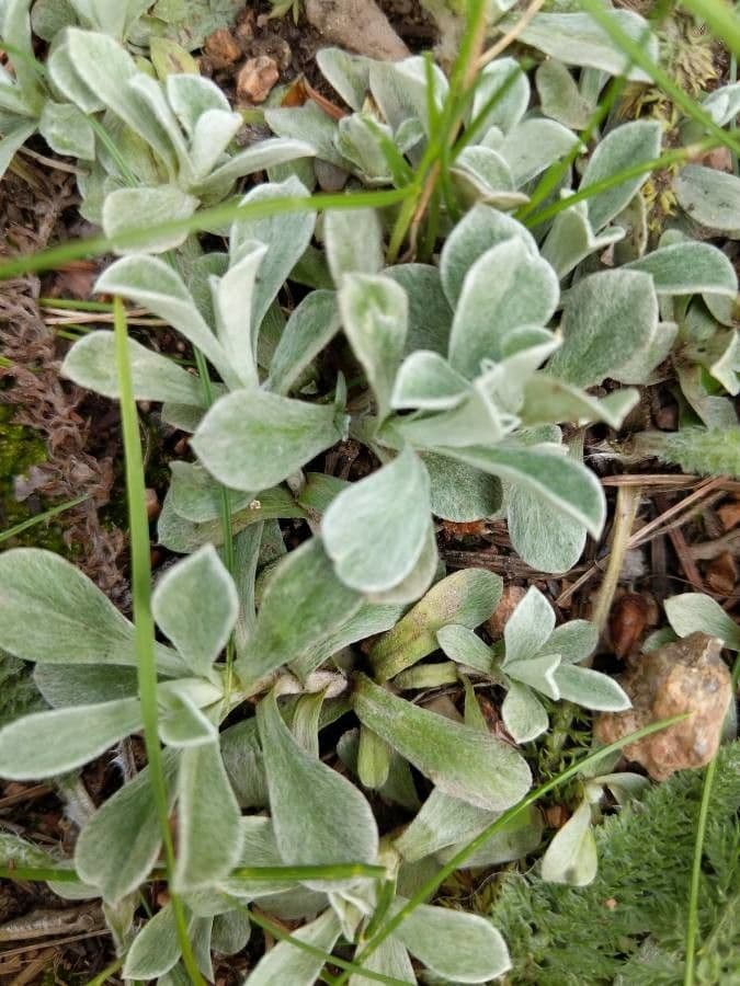 Antennaria alpina 15
