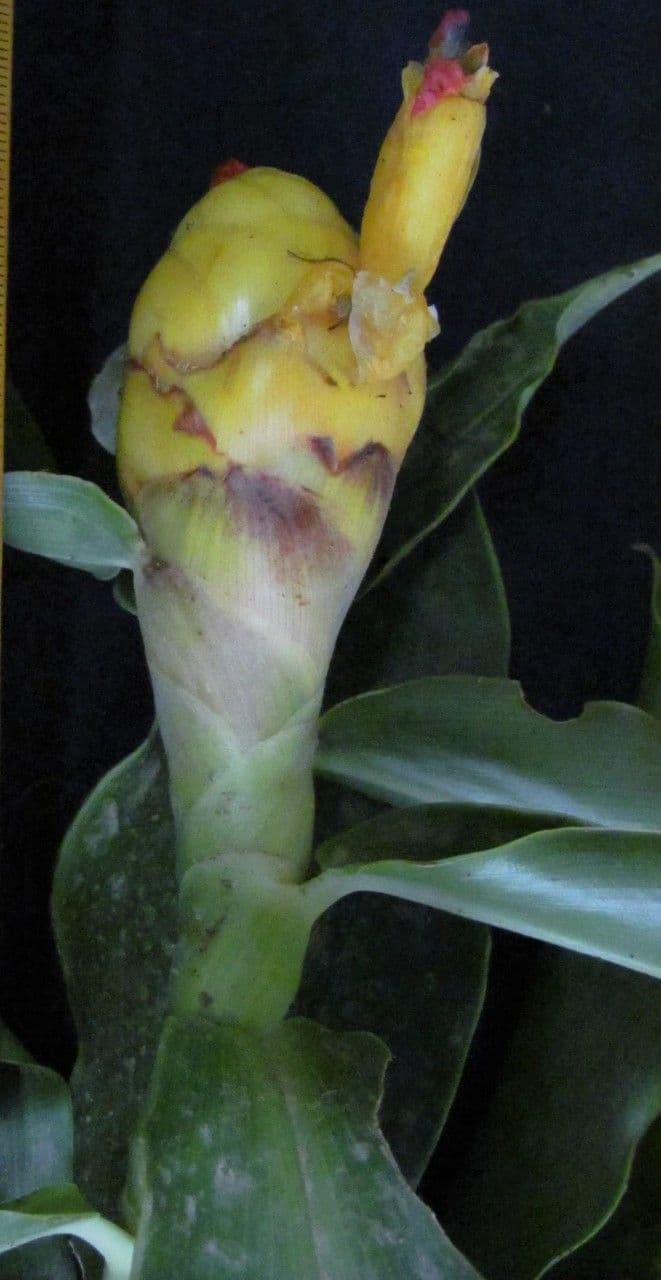 Costus 2