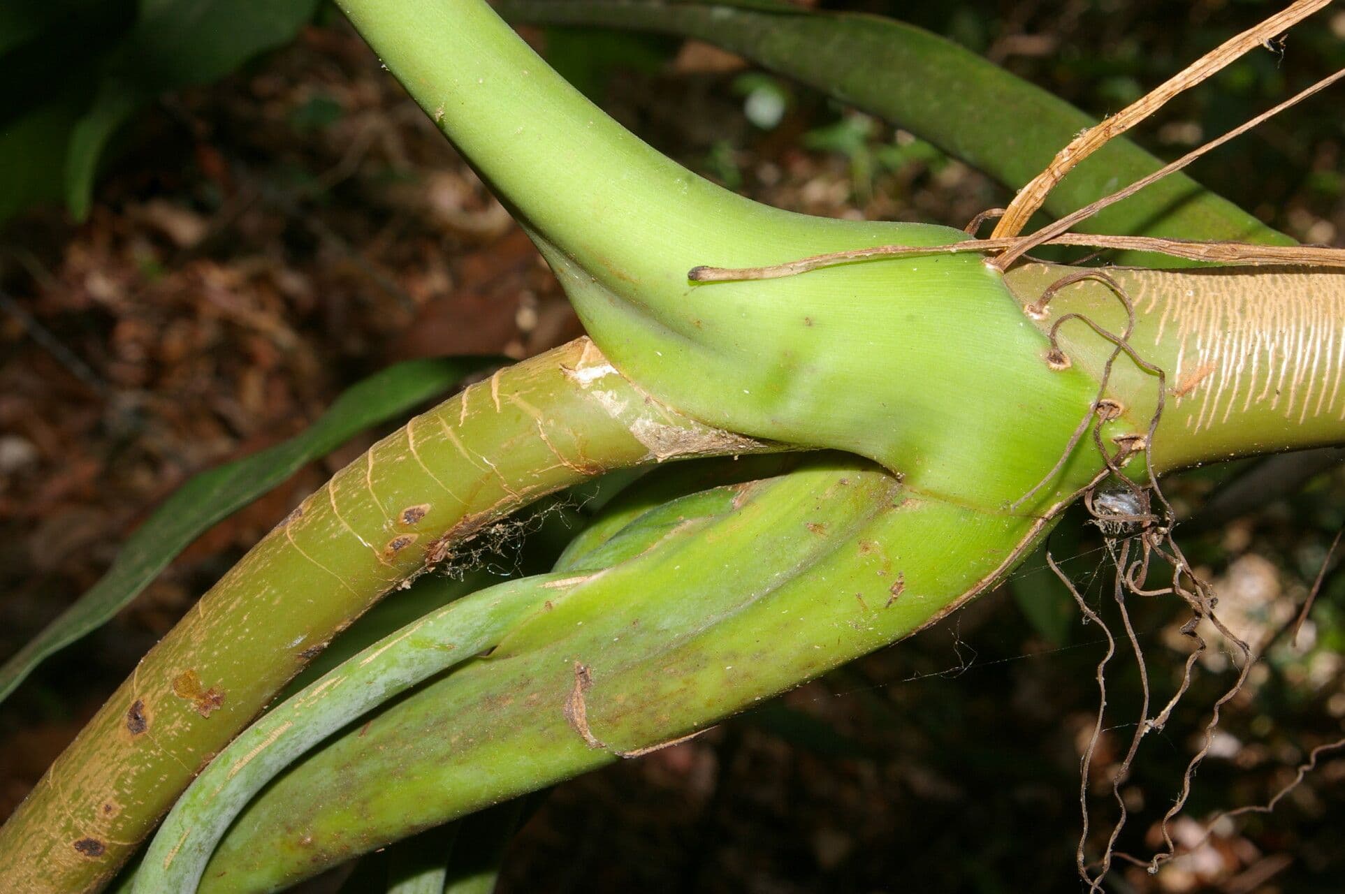 Syngonium 15
