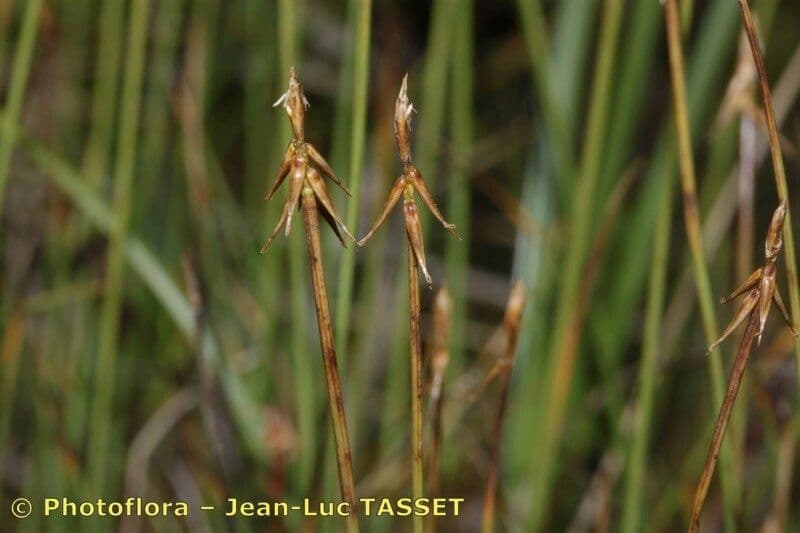 Carice pauciflora 2