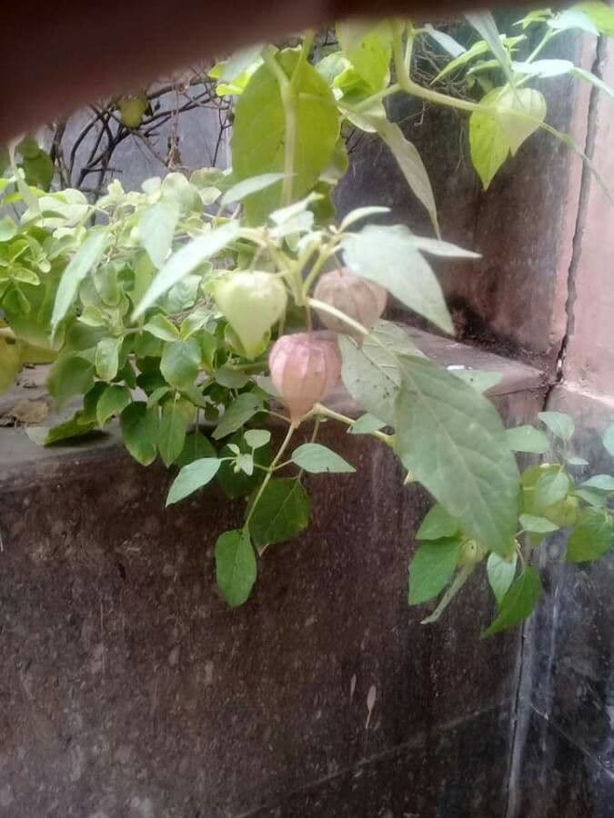 Moruše physalis 12