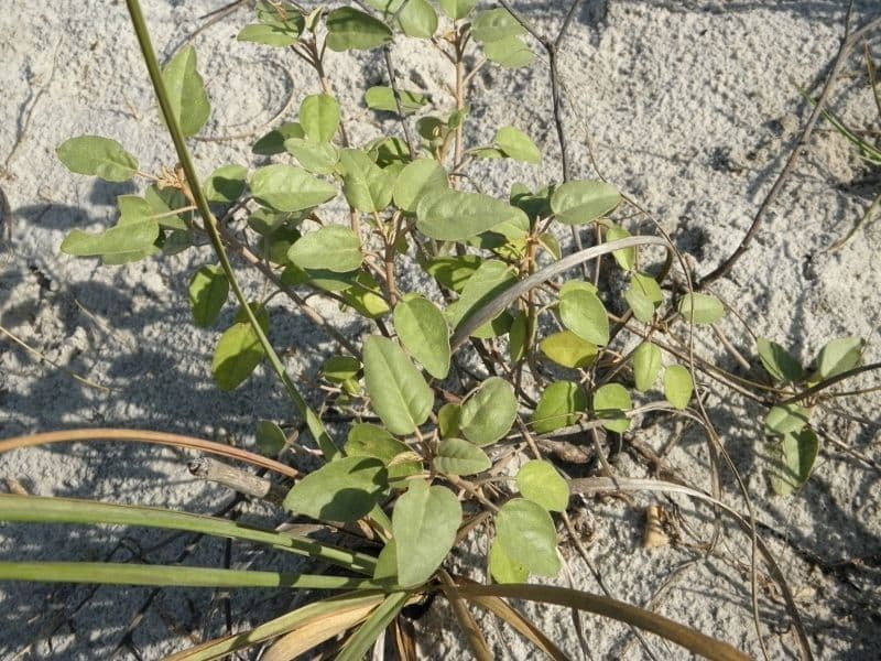 Croton punctatus 5