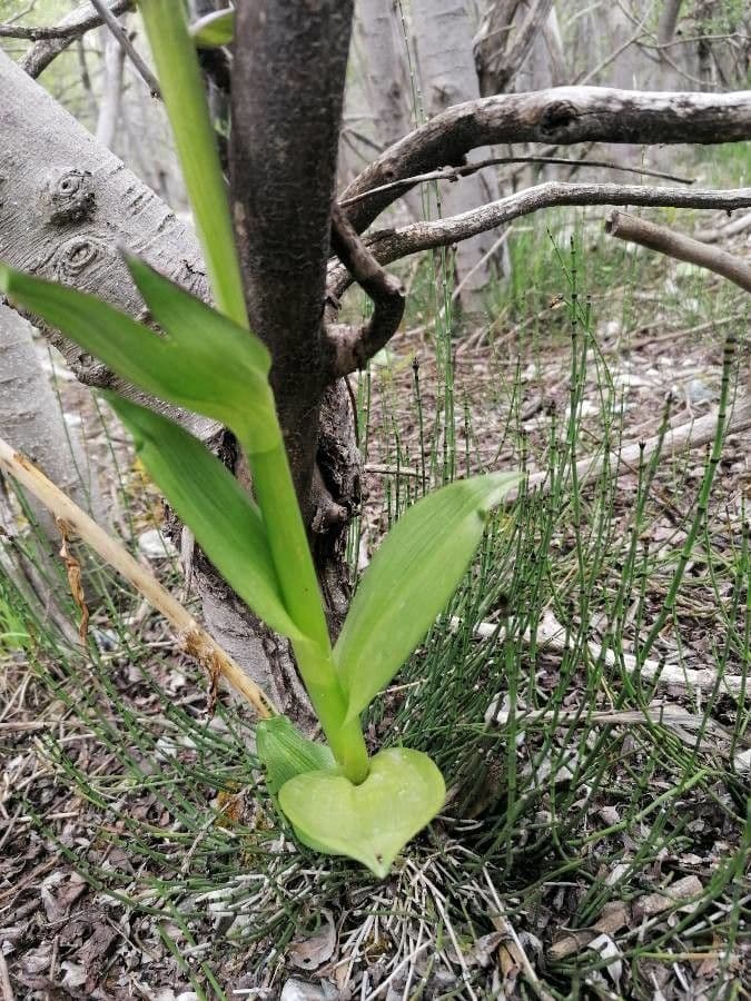Orchide incarnata 13