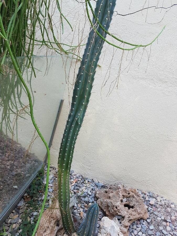 Praecereus euchlorus 6