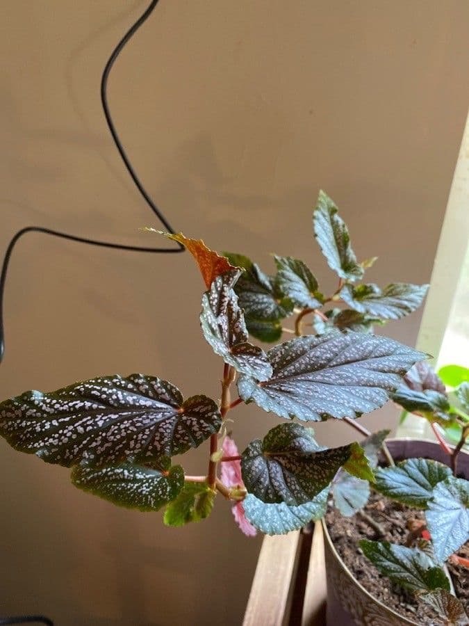 Begonia 4