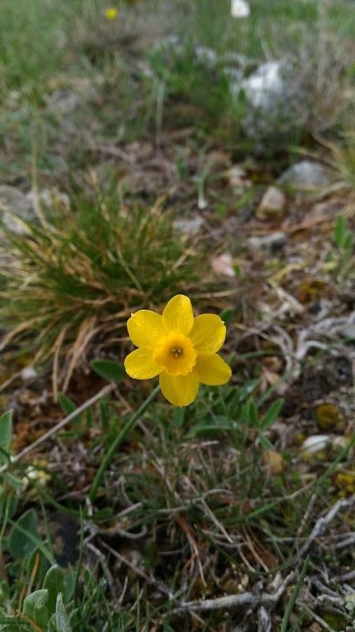 Narciso