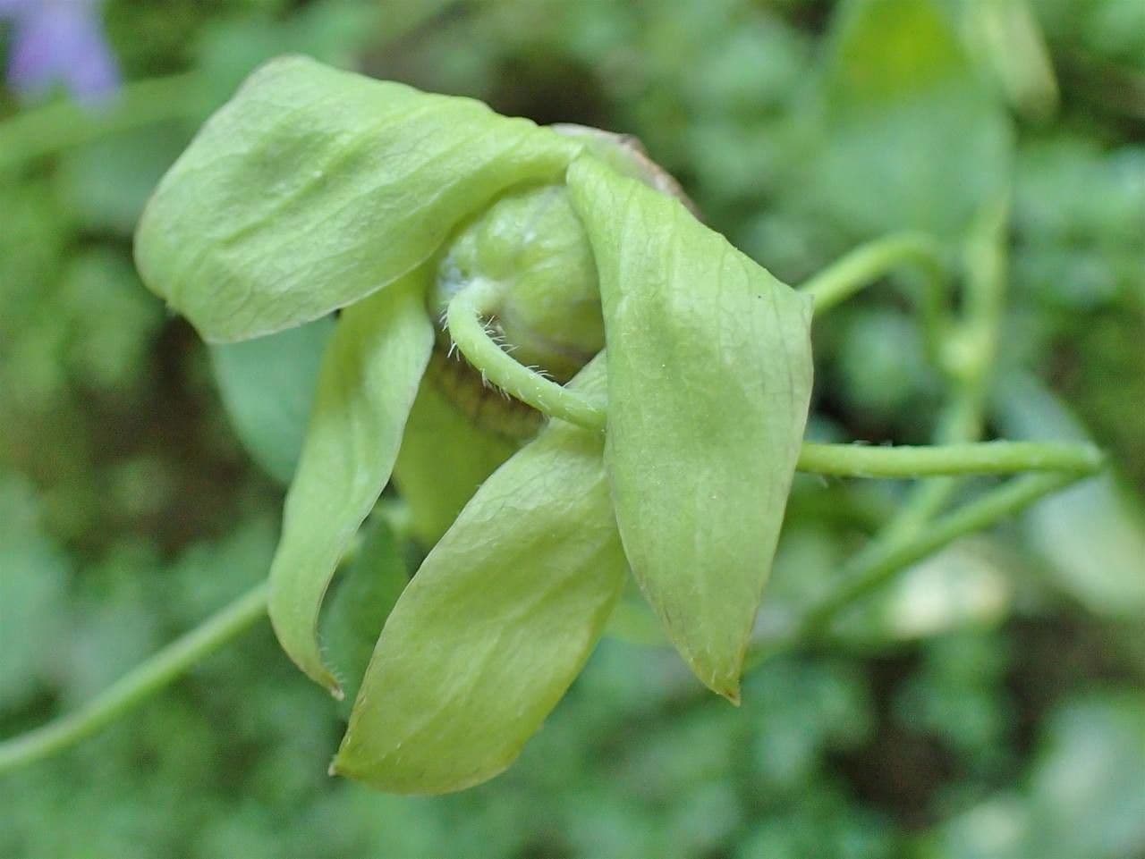 Codonopsis