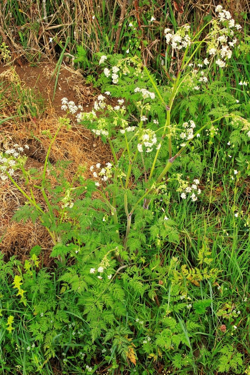 Cerfoglio selvatico 26