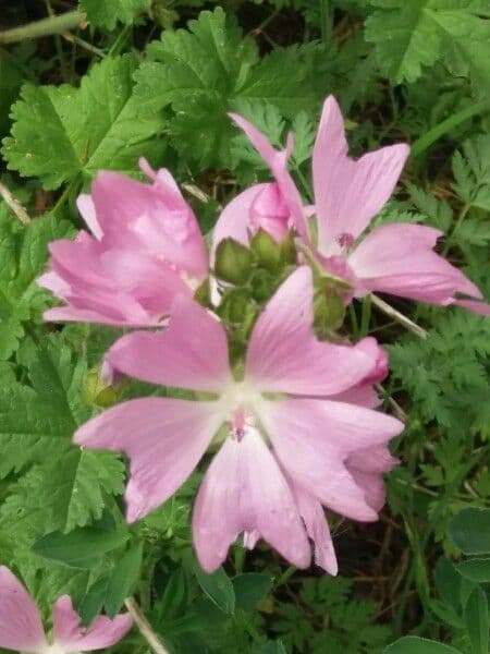 Malva moscata 6