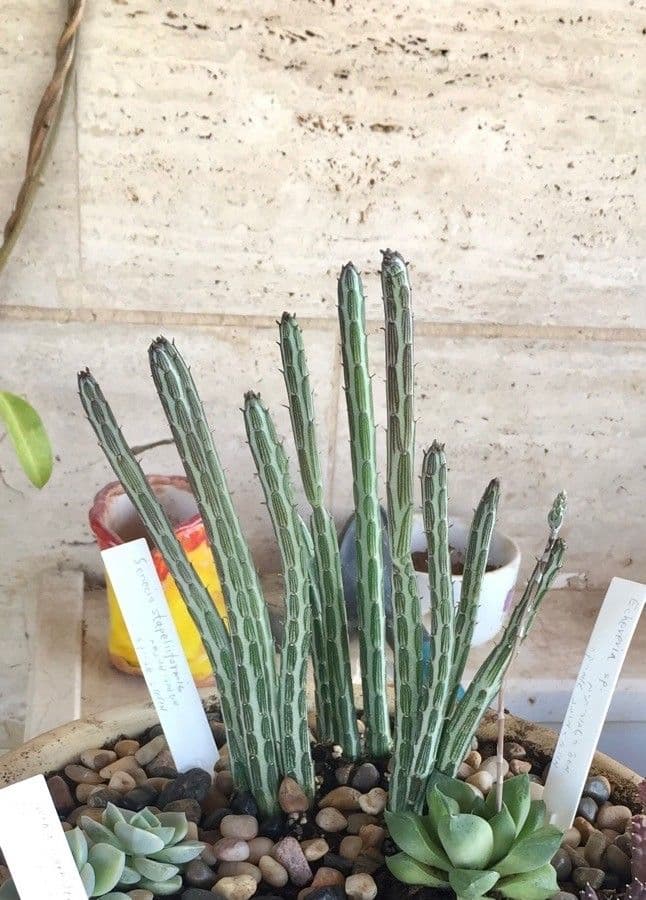 Kleinia 6
