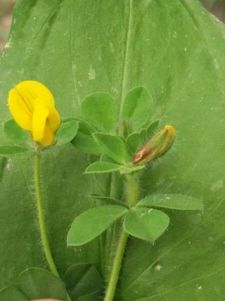 Loto edule 21