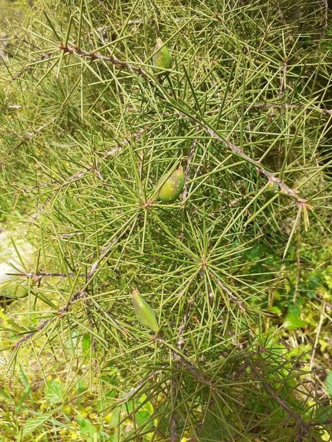 Hakea sericea 17