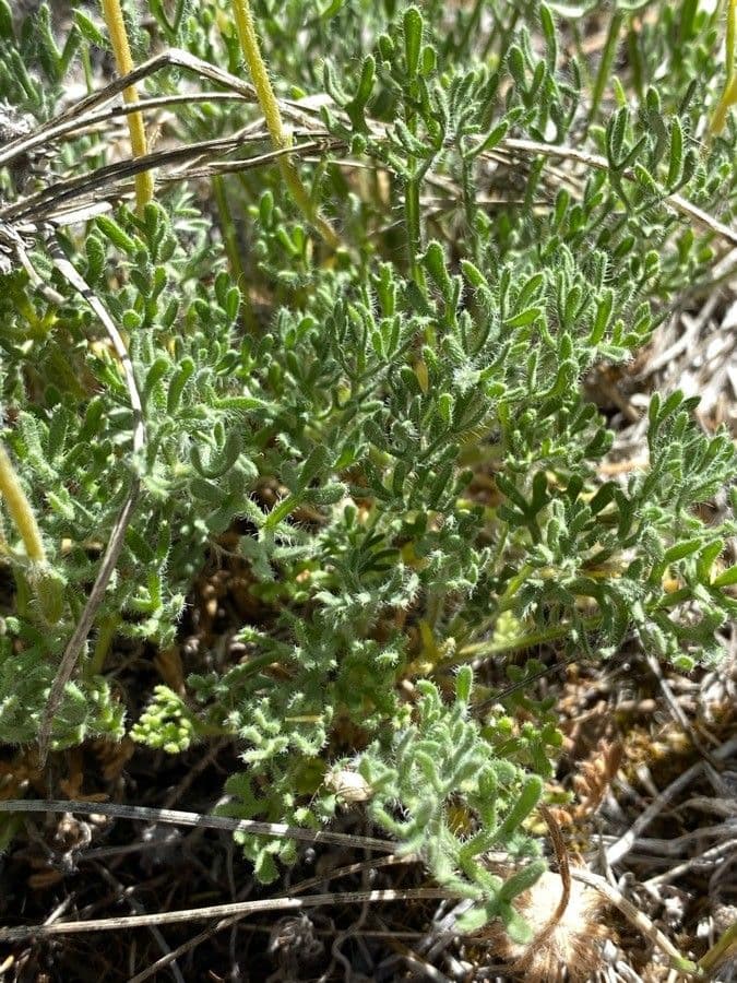 Erigeron composto 13