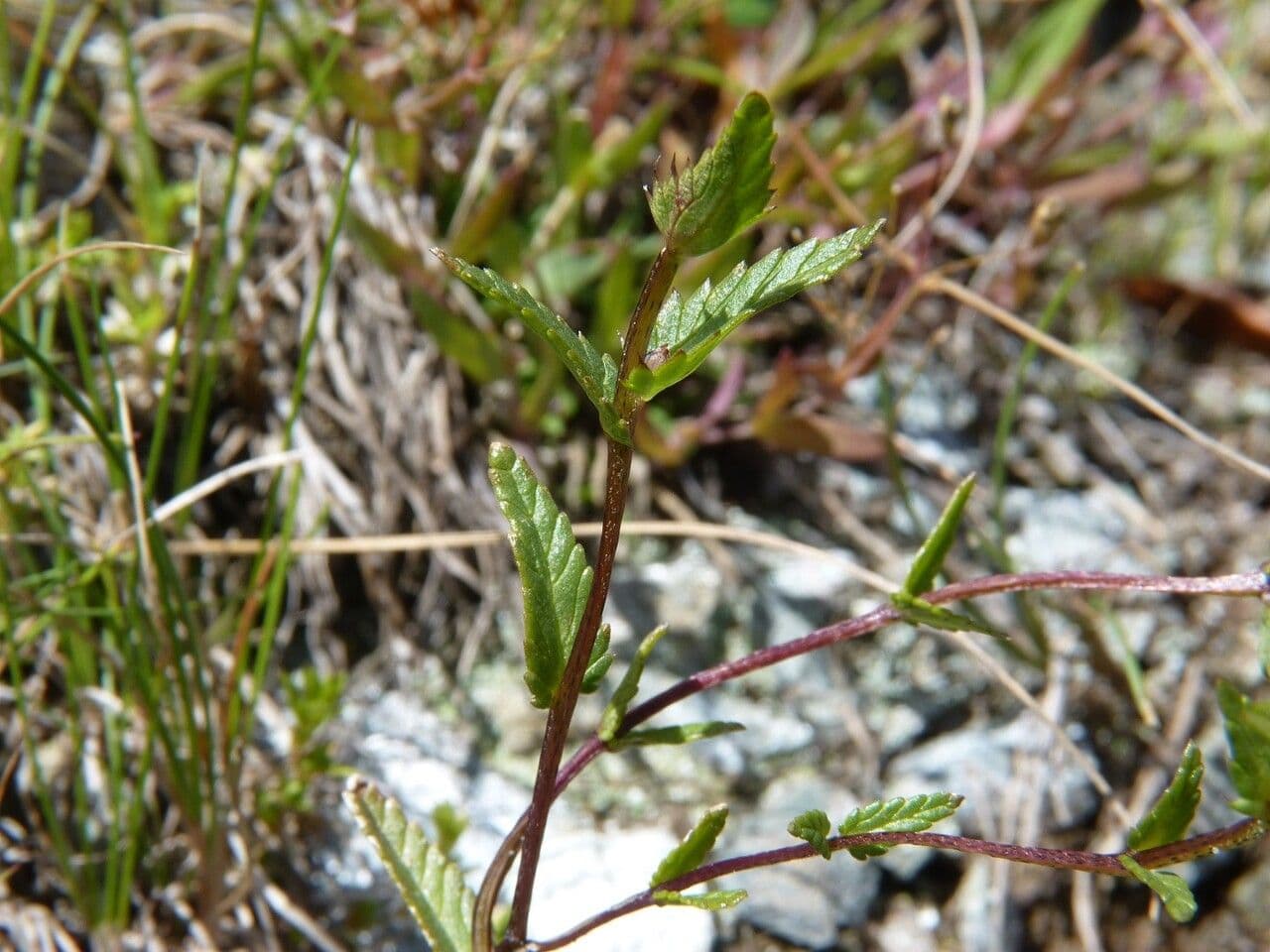 Gletscher-Klappertopf 18