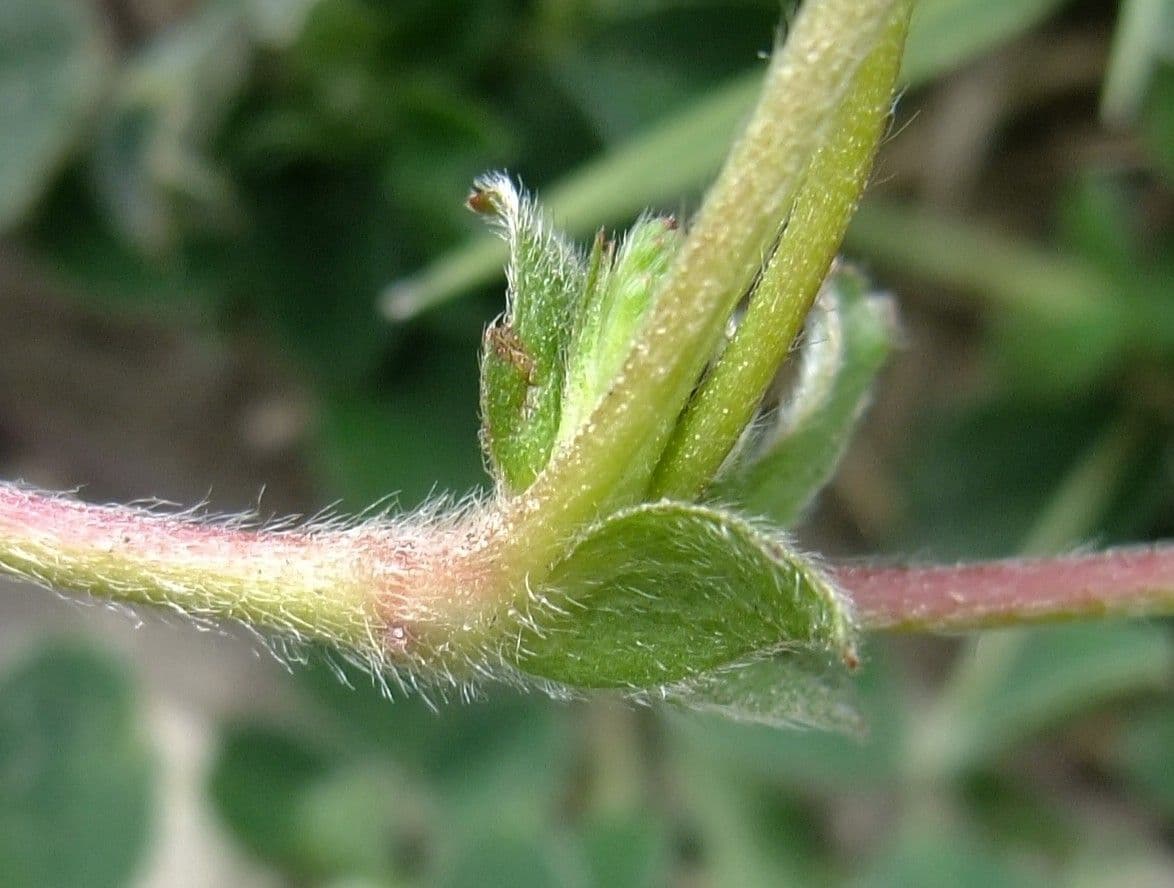 Cinquefoglie comune 5