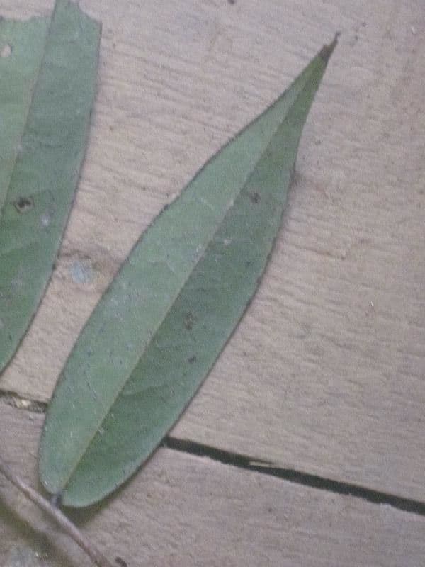 Xylopia