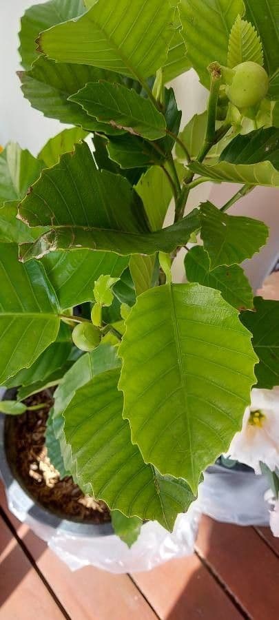Dillenia 9