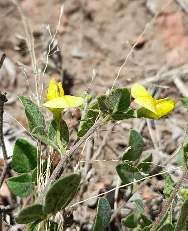 Rhynchosia 5