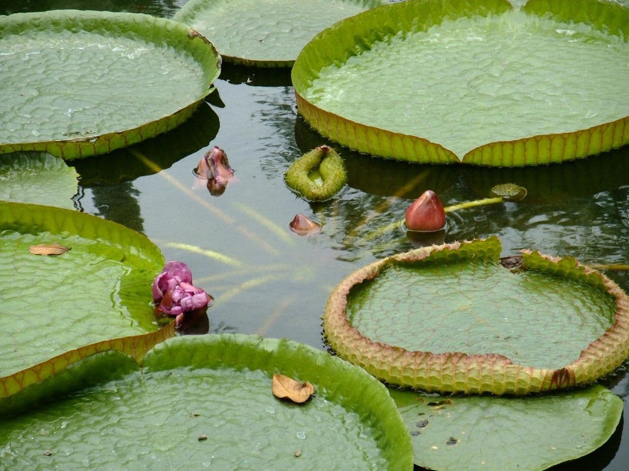 Kreuzblättrige Seerose 13
