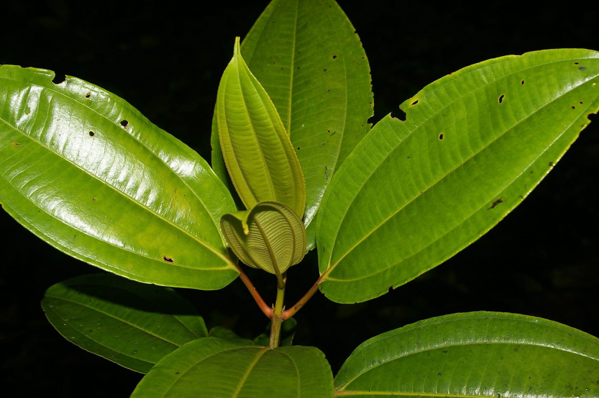 Miconia 11