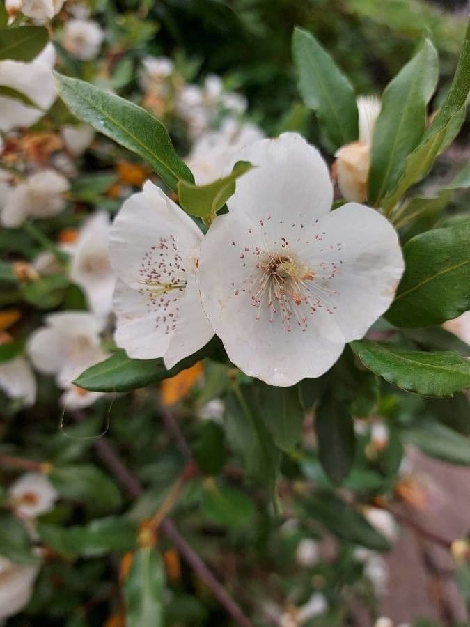Eucryphia 5