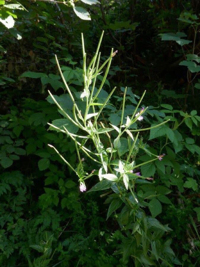 Epilobium alpestre