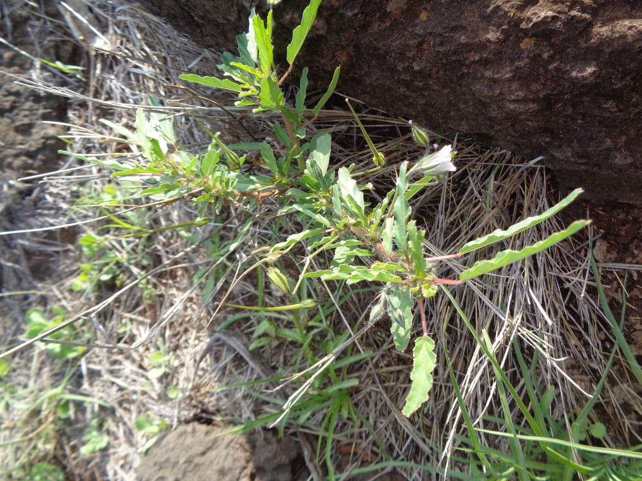 Schmalblättrige Monsonia 10