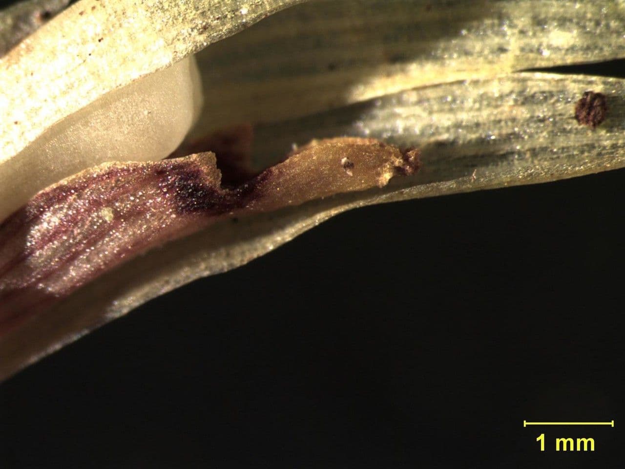Maxillaria 17