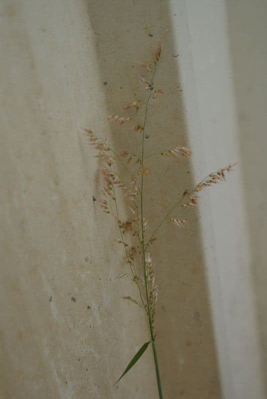 Gramigna indiana 28
