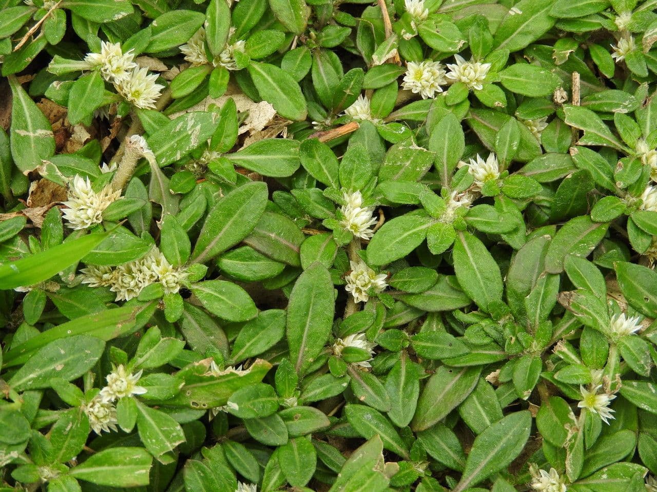 Glatte Bodendecker-Amaranth 6