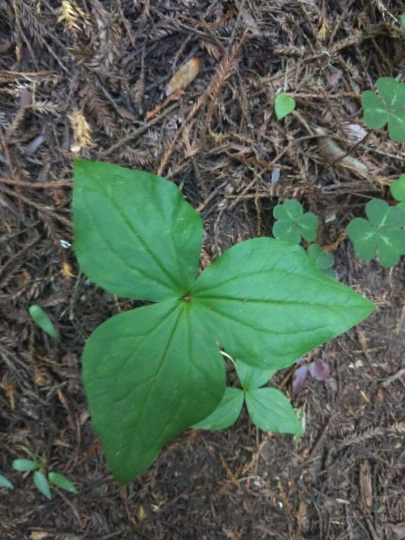 Trillium ovato 18