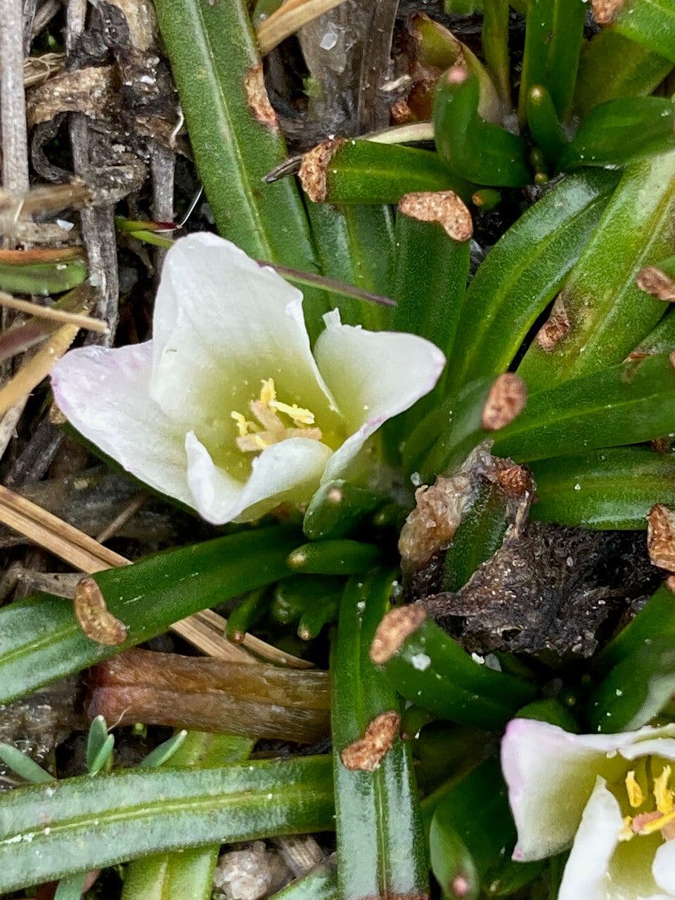 Calandrinia acaulis 2