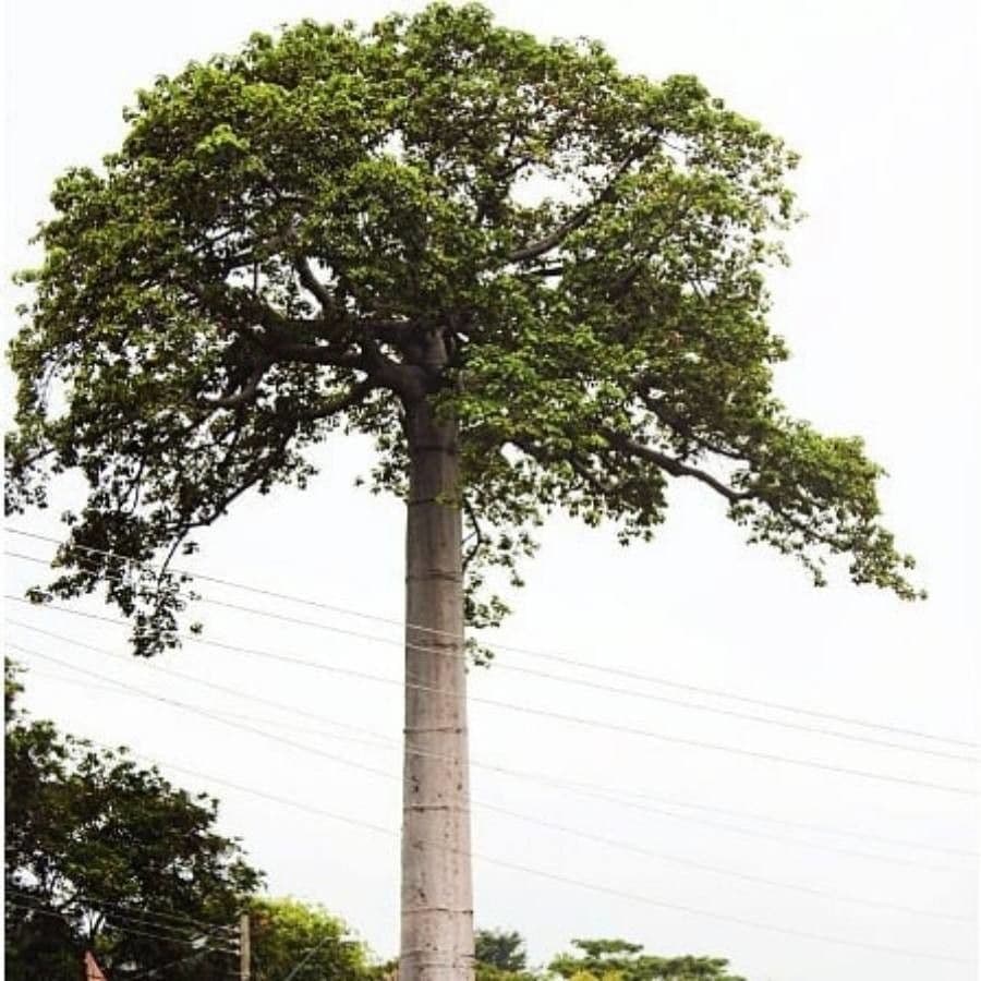Cavanillesia platanifolia 5