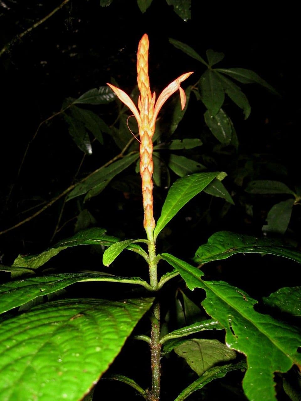 Aphelandra 9