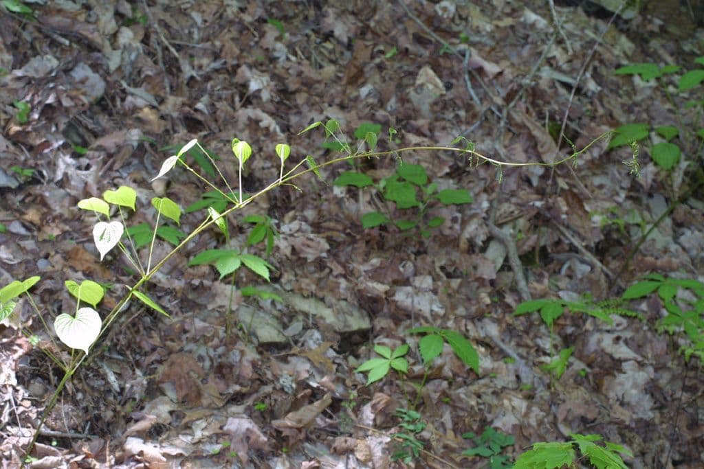 Dioscorea villosa 14