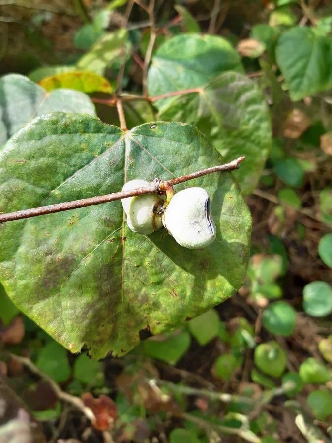 Disanthus 2
