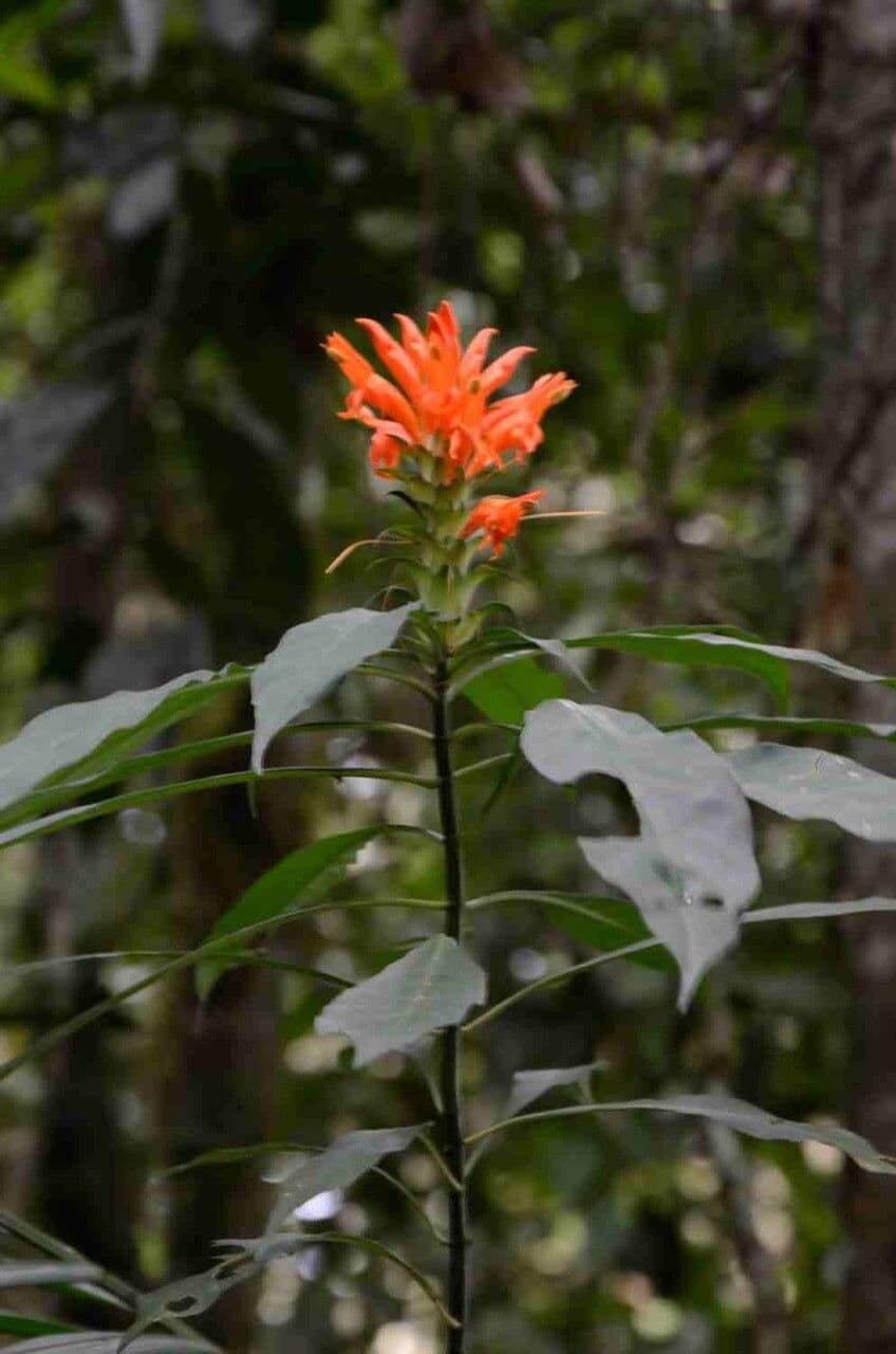 Aphelandra 5