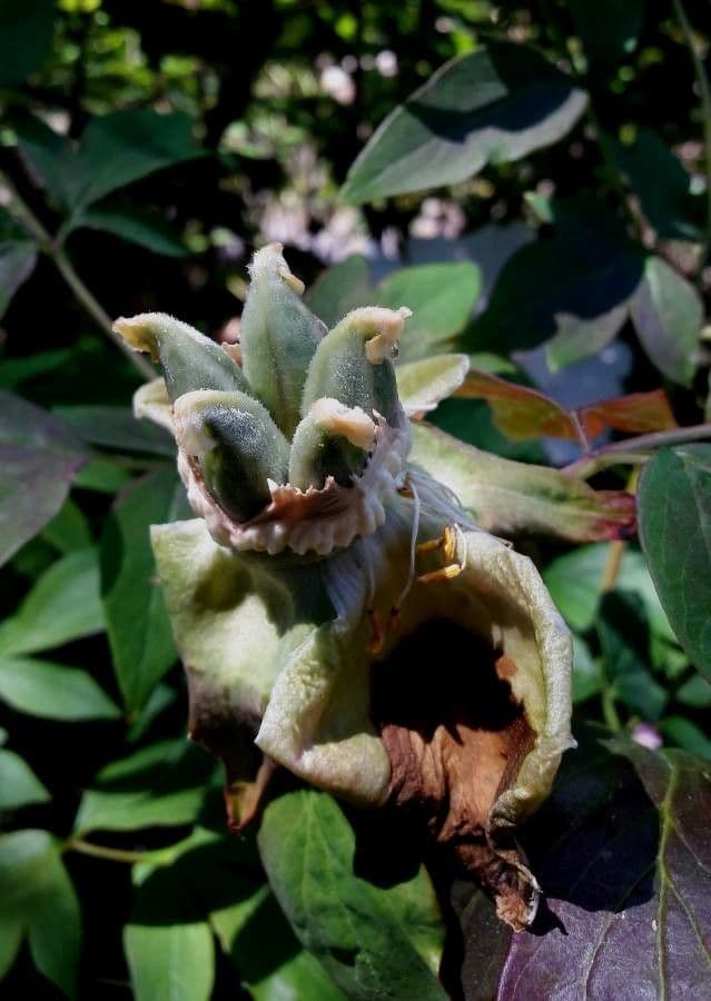 Peonia 2