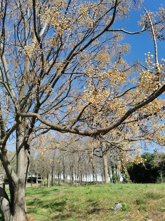 Zedrachbaum 30
