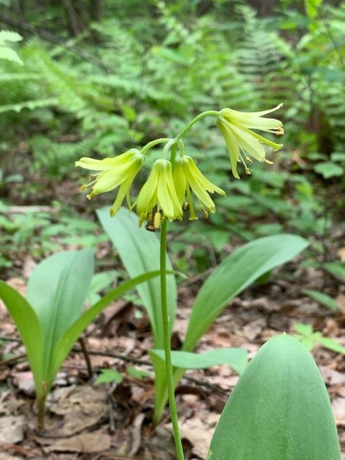 Clintonia boreale 8