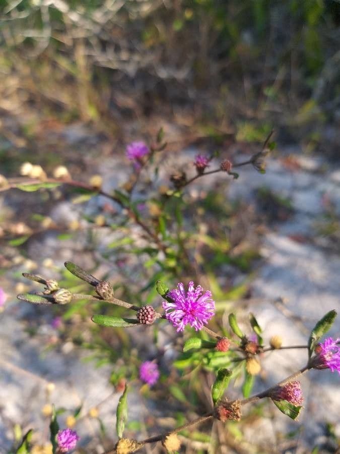 Araujos Lepidaploa