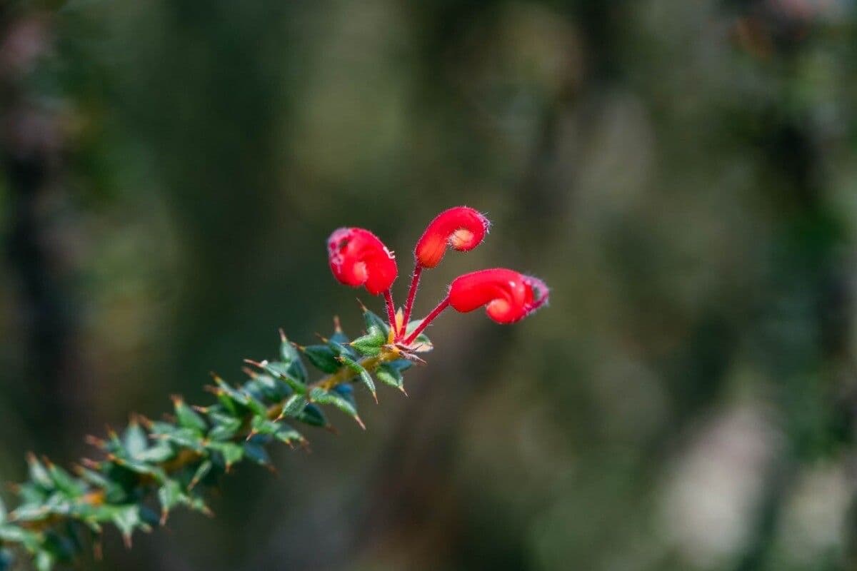Grevillea 3