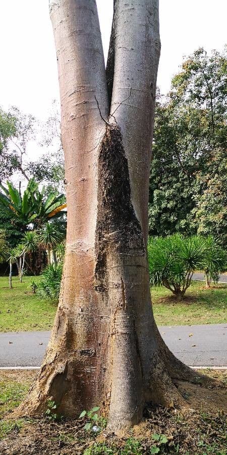 Tetrameles 8