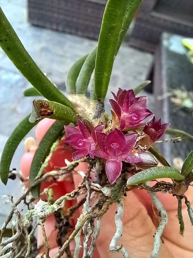 Epidendrum 3