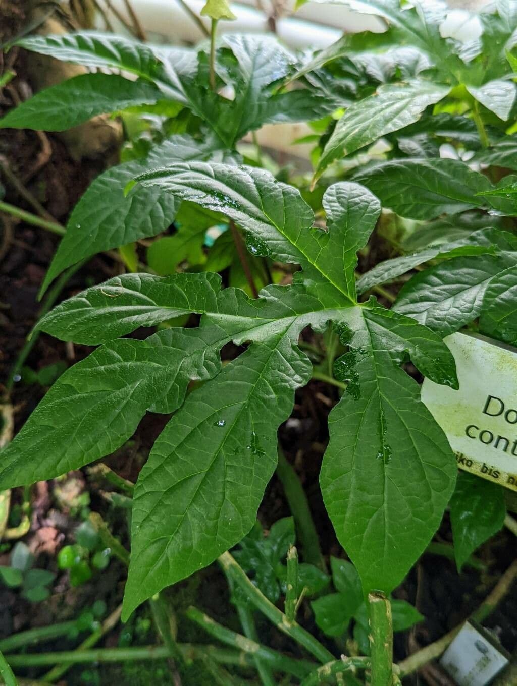 Contrayerba 19
