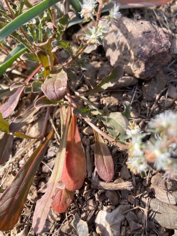Reseda comune 19