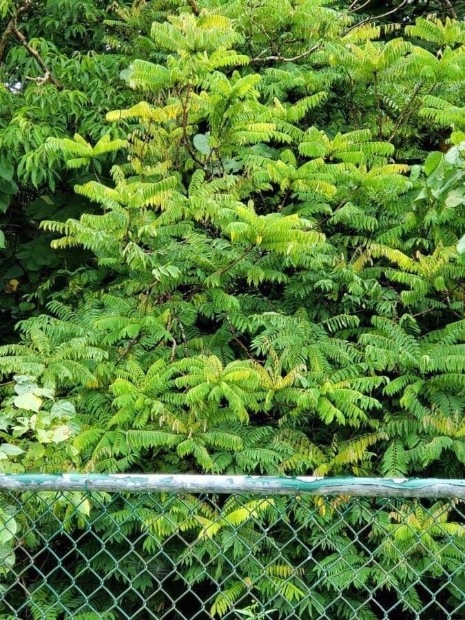 Phyllanthus 4