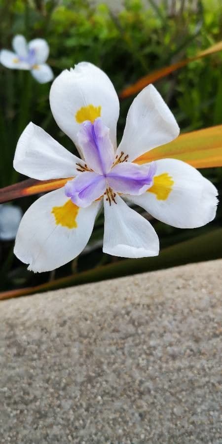 Iris selvatico 7