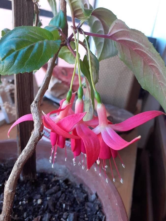 Fucsia