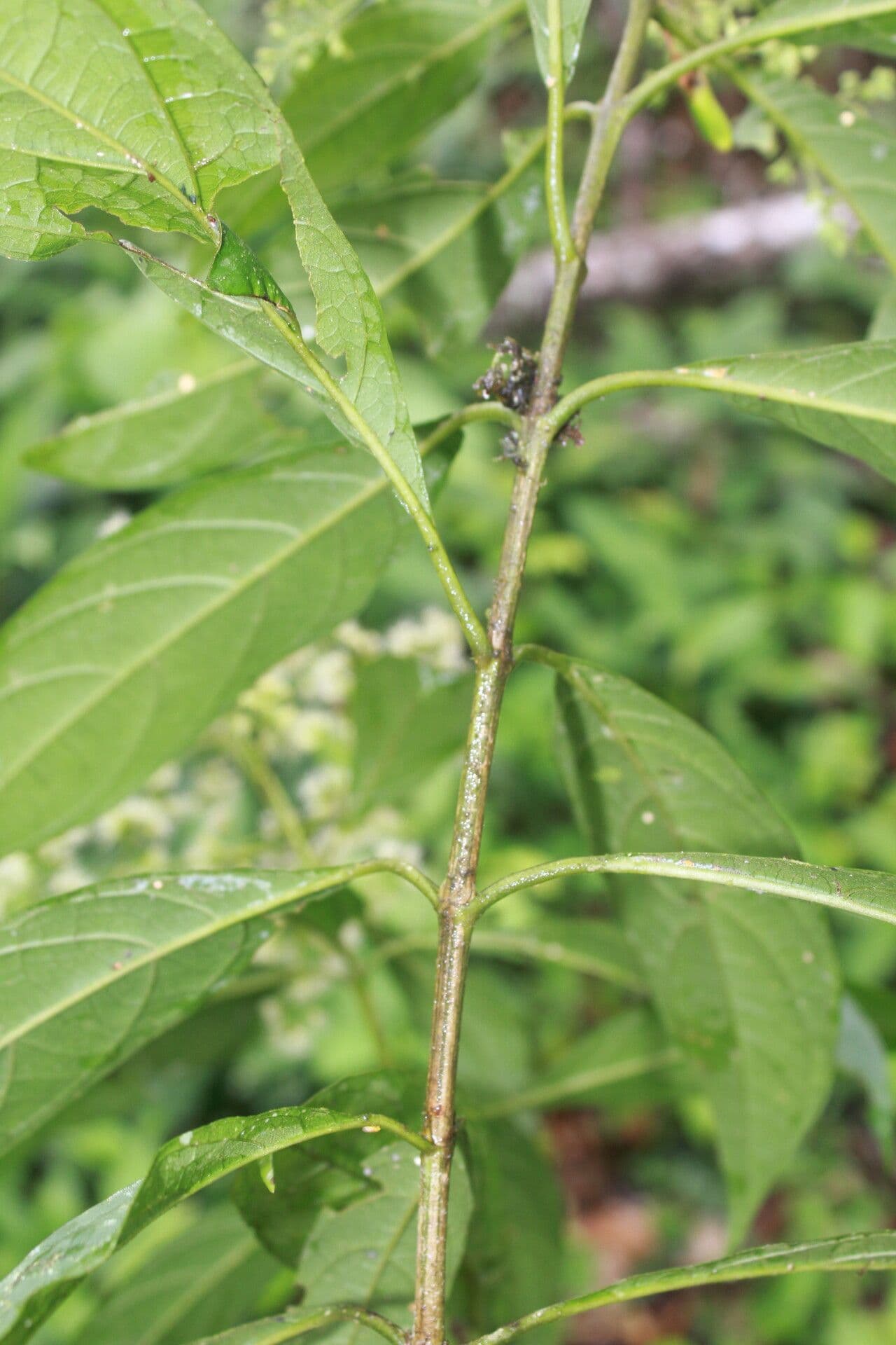 Koanophyllon 14